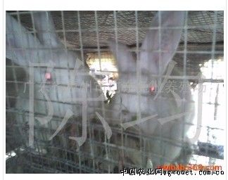 供应哈白兔