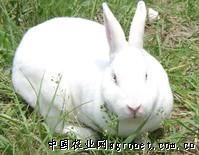 供应獭兔