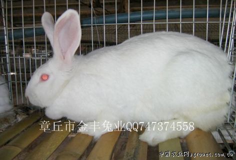 供应肉兔，种兔等