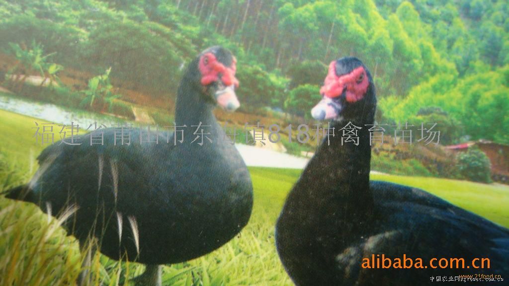 求购黑番野鸭