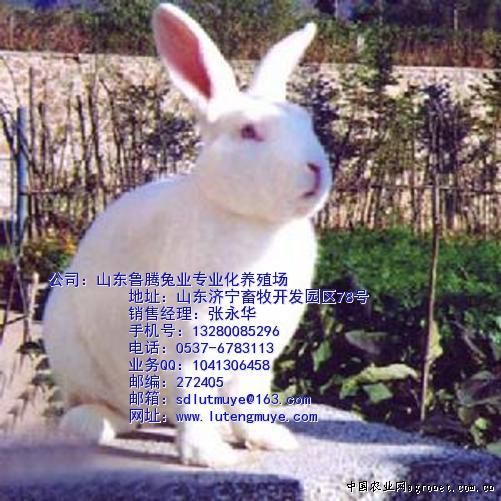求购大量优质獭兔