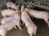 供应仔猪