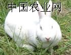 供应獭兔