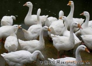 供应反季鹅