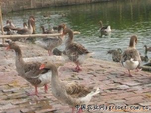 求购大雁鹅