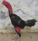 供应山东永发斗鸡