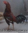 求购中原斗鸡