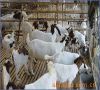 求购山东西门塔尔肉牛