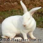 供应兔