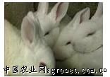 供应獭兔，肉兔