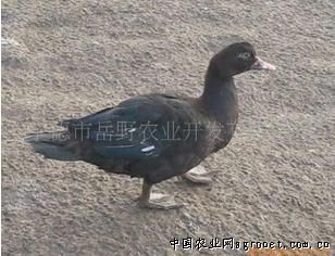 求购黑羽番鸭