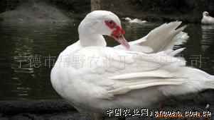 供应岳野高山白羽番鸭