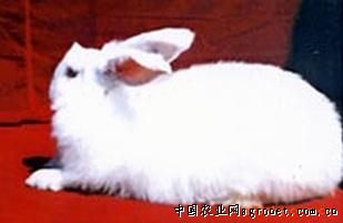 求购皖系粗毛型长毛兔