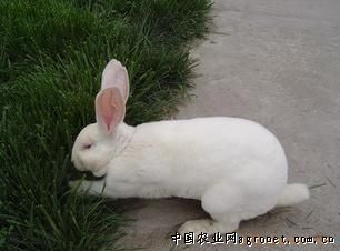 求购安徽最优质獭兔