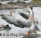 供应朗德鹅