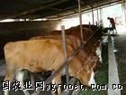 供应山东润吉肉牛