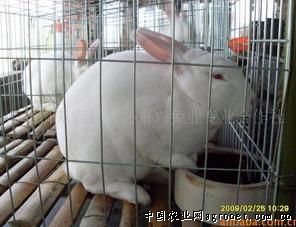 求购纯种优质四川白獭兔
