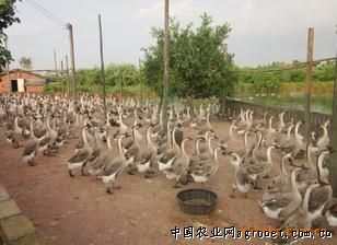 供应良种乌鬃鹅