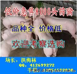 供应猪