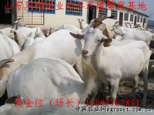 求购万只优良肉羊