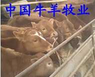 供应鲁西黄牛