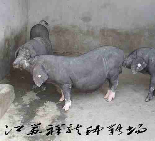 供应梅山母猪