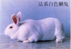供应最新獭兔