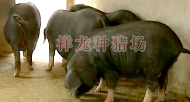 供应梅山母猪