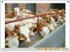 求购肉牛