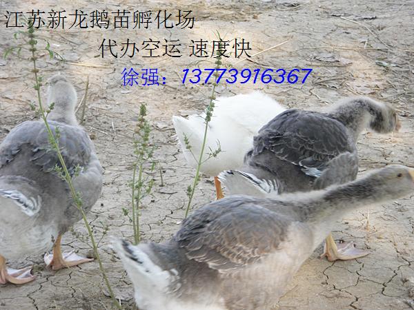 求购鹅苗