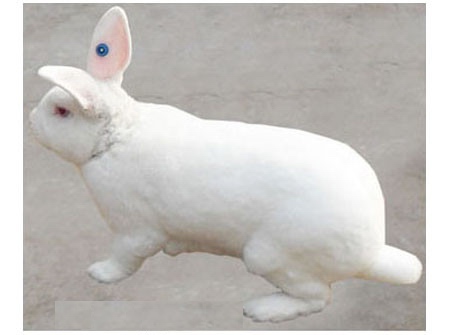 供应獭兔