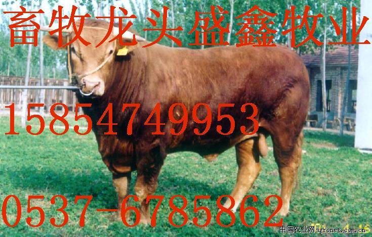 供应小尾寒羊