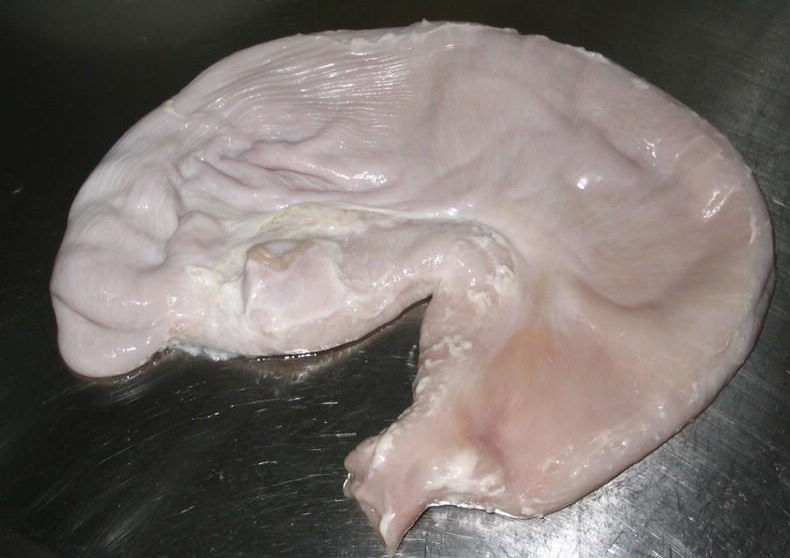 供应台州冷冻食品猪脚 猪排 猪内等