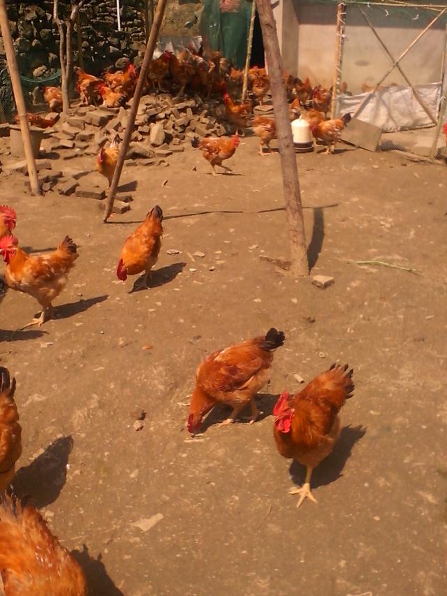 供应鸡