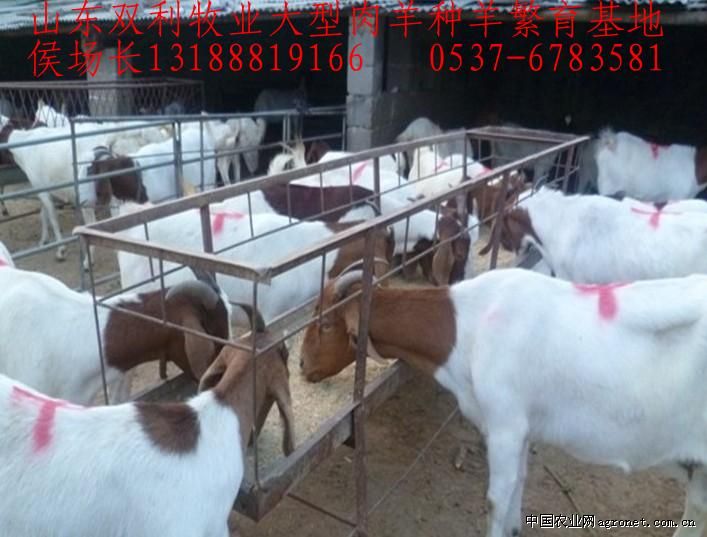 求购2025只优良肉羊，山羊，绵羊