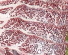 供应牛肉