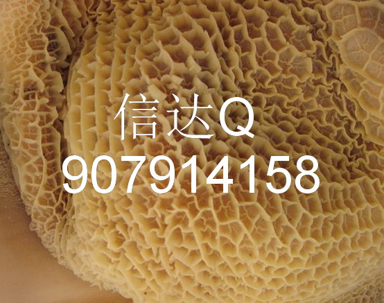 供应金钱肚