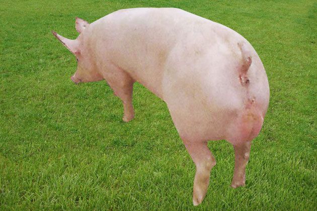 供应长白种猪﹑长白母猪