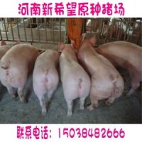 供应二元母猪