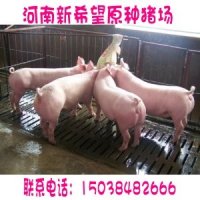 供应二元母猪