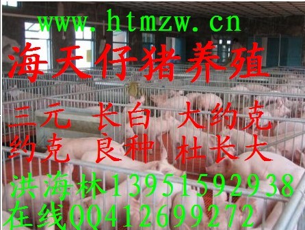 求购母猪
