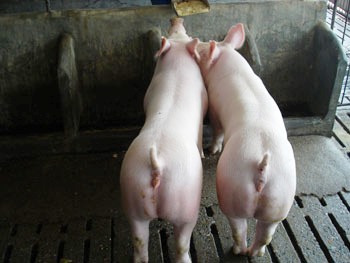 供应母猪、仔猪