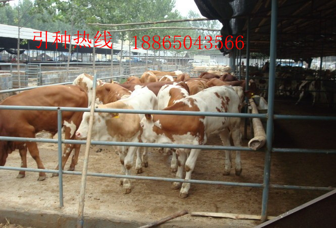 供应牛肉羊肉