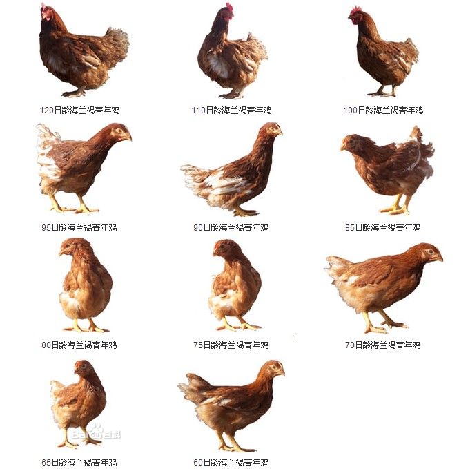 供应鸡
