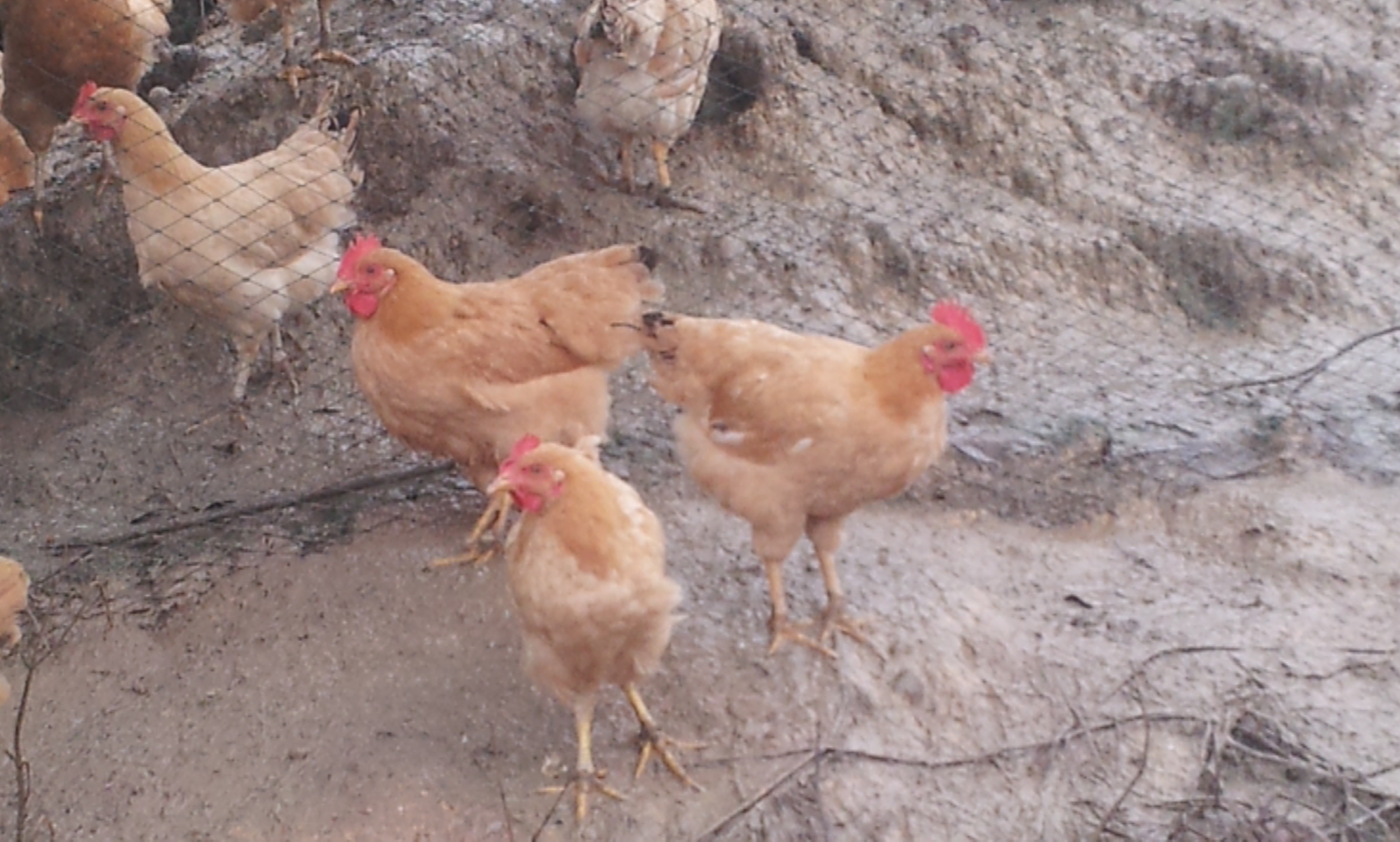 供应农家正宗三黄母鸡