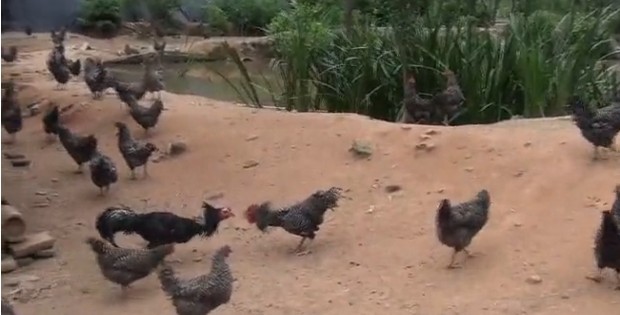 求购原生态散养芦花土鸡