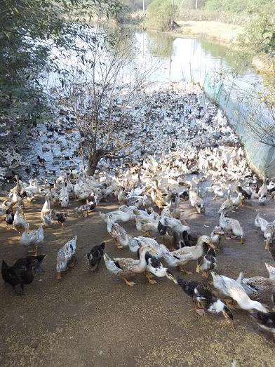 供应大别山老鸭子