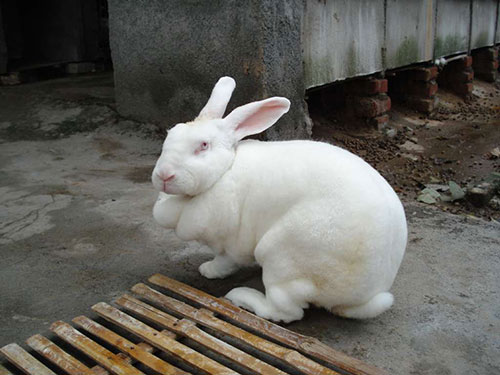 供应獭兔