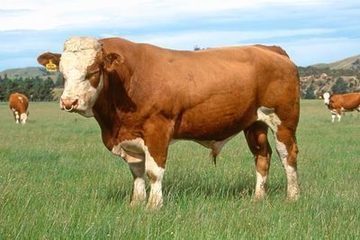供应牛肉