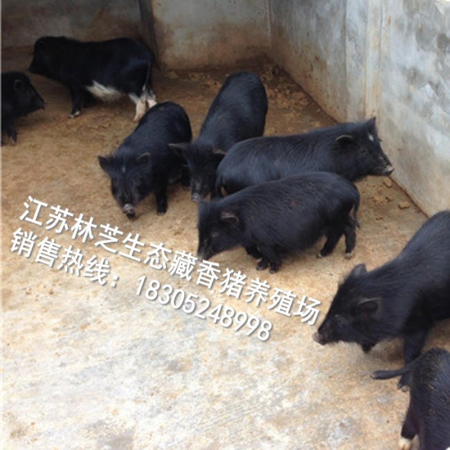 供应藏香猪种猪